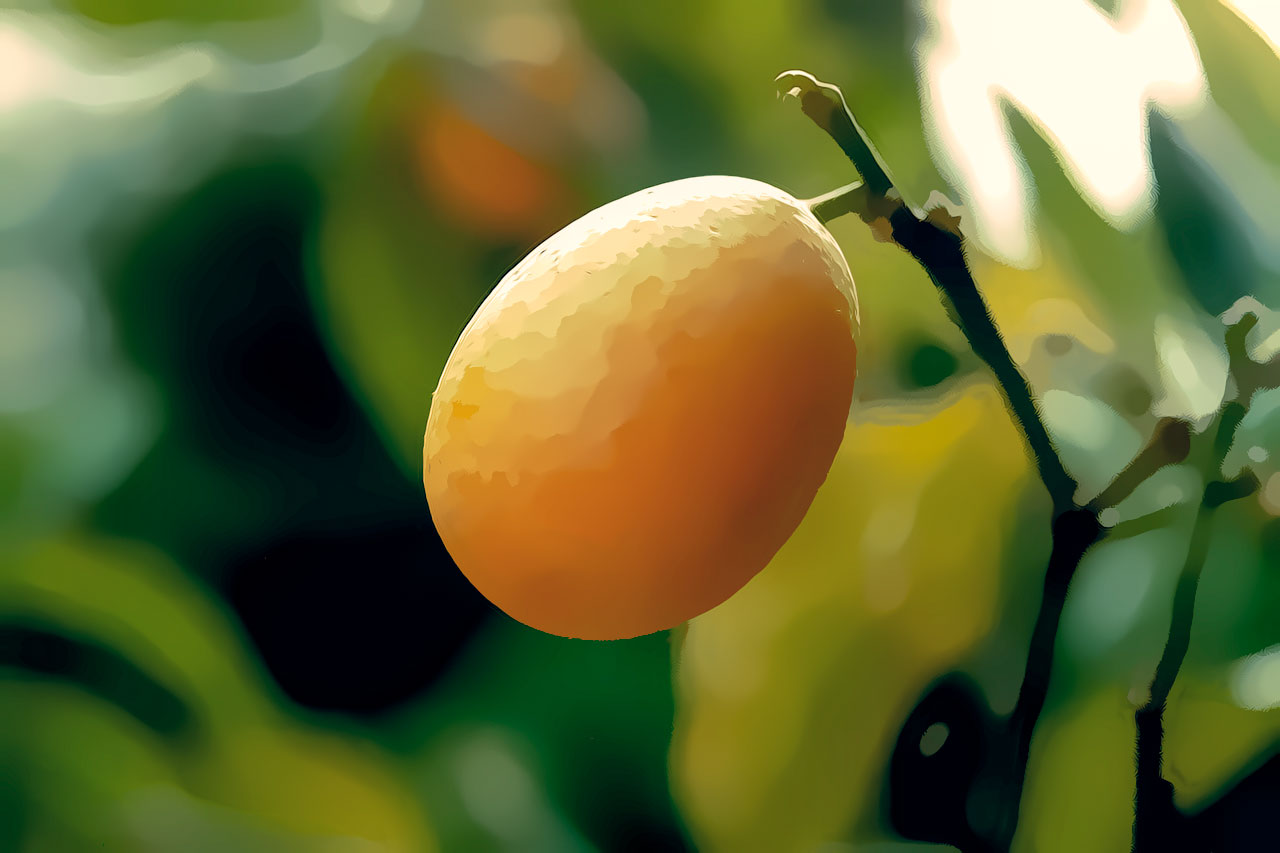 Kumquat on a Branch